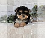 Small #14 Morkie