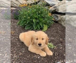 Golden Retriever Puppy for sale in IPSWICH, MA, USA
