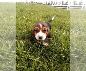 Medium Basset Hound