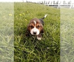 Puppy Puppy 4 Basset Hound