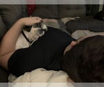 Small #7 Shih Tzu Mix