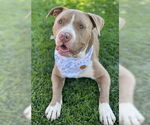 Small #5 American Pit Bull Terrier Mix