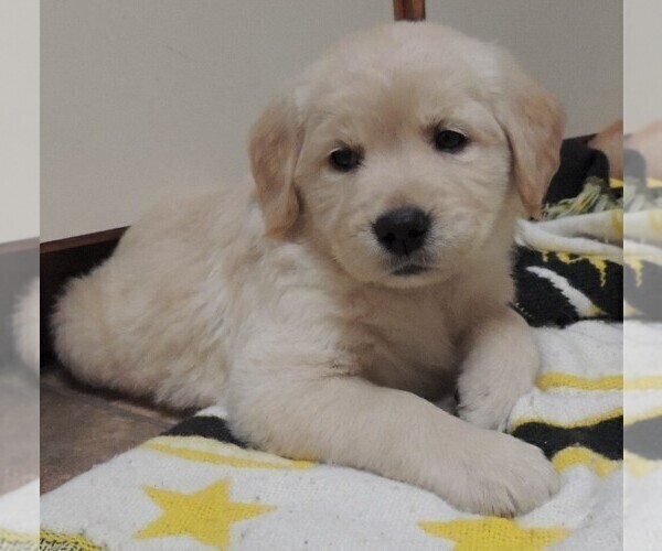 Medium Photo #2 Golden Retriever Puppy For Sale in CANBY, OR, USA