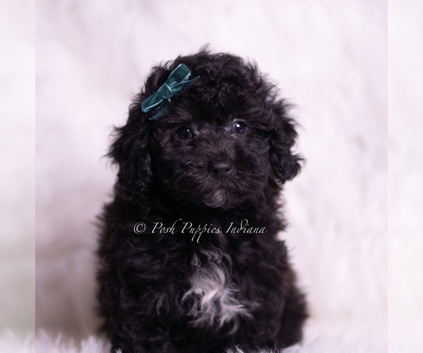Medium Photo #2 Poodle (Miniature) Puppy For Sale in WARSAW, IN, USA
