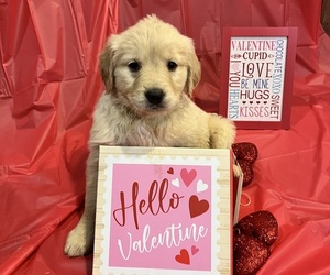 Golden Retriever Puppy for sale in MANCHESTER, IA, USA