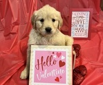 Small Photo #1 Golden Retriever Puppy For Sale in MANCHESTER, IA, USA