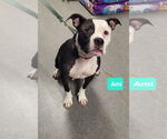 Small #2 American Pit Bull Terrier