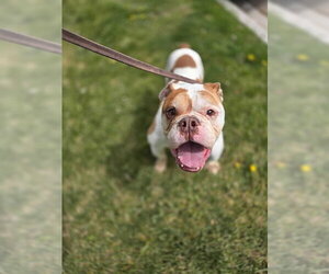 Bulldog Dogs for adoption in Ogden, UT, USA