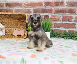 Small #6 Schnauzer (Miniature)