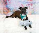 Small #2 Labrador Retriever Mix