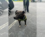 Small #6 American Pit Bull Terrier-Staffordshire Bull Terrier Mix