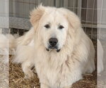 Small #1 Great Pyrenees