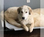Small #14 Great Pyrenees Mix