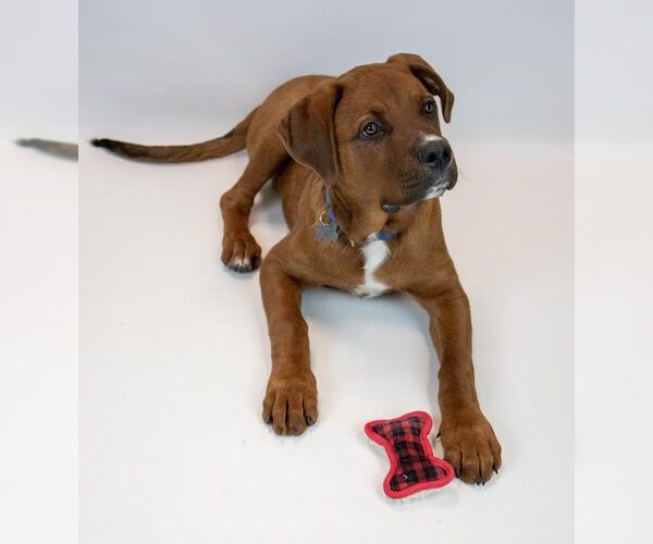 Medium Photo #5 Mastiff-Saint Bernard Mix Puppy For Sale in Kennesaw, GA, USA