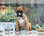 Small #1 Boxer