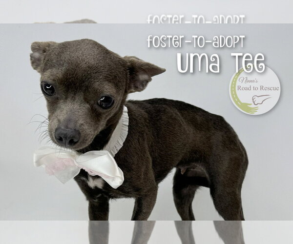 Medium Photo #2 Chihuahua Puppy For Sale in Benton, LA, USA