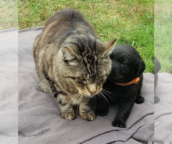 Medium Photo #95 Labrador Retriever Puppy For Sale in OLYMPIA, WA, USA
