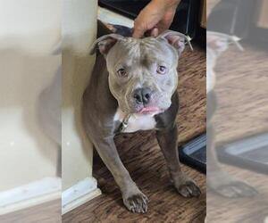 American Pit Bull Terrier-Unknown Mix Dogs for adoption in San Antonio, TX, USA