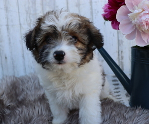 Pom-A-Poo-Poodle (Miniature) Mix Puppy for sale in HONEY BROOK, PA, USA