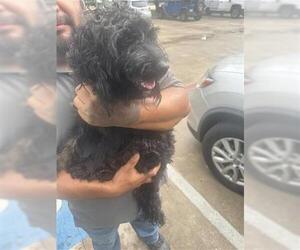 Poodle (Miniature) Dogs for adoption in Houston, TX, USA