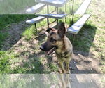 Small #6 German Shepherd Dog
