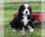 Small Photo #6 Bernedoodle Puppy For Sale in EAST EARL, PA, USA