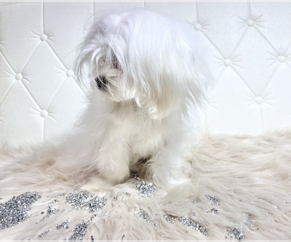 Medium Photo #22 Maltese Puppy For Sale in HAYWARD, CA, USA