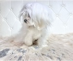 Small Photo #22 Maltese Puppy For Sale in HAYWARD, CA, USA