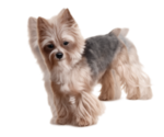 Small Photo #1 Yorkshire Terrier Puppy For Sale in GAINESVILLE, TX, USA
