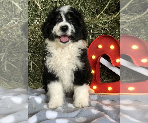 Medium Photo #2 Miniature Bernedoodle Puppy For Sale in LEO, IN, USA