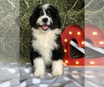 Small Photo #2 Miniature Bernedoodle Puppy For Sale in LEO, IN, USA