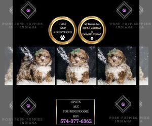 Poodle (Miniature) Puppy for sale in WARSAW, IN, USA