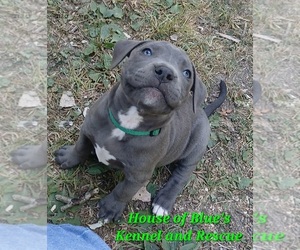 American Pit Bull Terrier Puppy for sale in DELAWARE, OH, USA