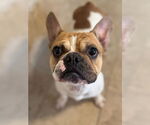 Small #3 French Bulldog