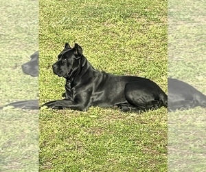 Mother of the Cane Corso puppies born on 10/15/2022