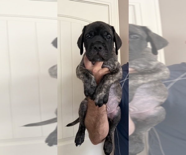Medium Photo #10 Mastiff Puppy For Sale in OLATHE, KS, USA