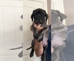 Small #3 Mastiff