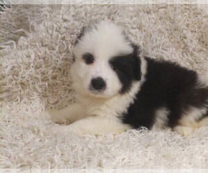 Anatolian Pyrenees Dogs for adoption in Holly Springs, NC, USA