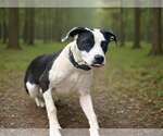 Small #3 American Bulldog-Great Dane Mix