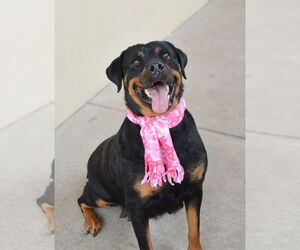 Rottweiler-Unknown Mix Dogs for adoption in McKinney, TX, USA