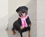 Small Rottweiler Mix