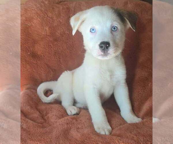 Medium Photo #2 Great Pyrenees-Unknown Mix Puppy For Sale in Brewster, NY, USA