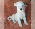 Small #1 Great Pyrenees Mix