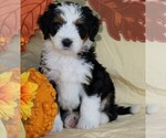 Small Photo #1 Miniature Bernedoodle Puppy For Sale in FREDERICKSBG, OH, USA