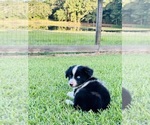 Small #2 Miniature Australian Shepherd