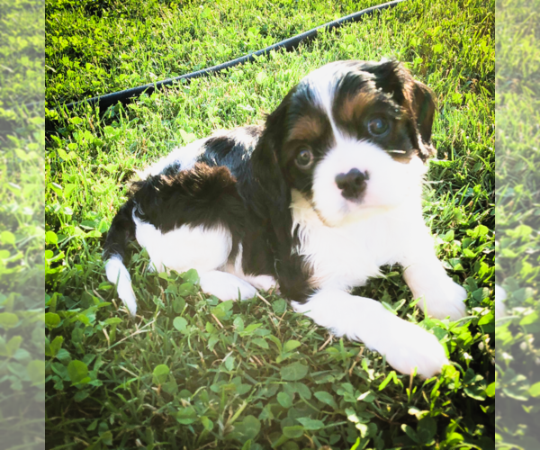 Medium Photo #2 Cavalier King Charles Spaniel Puppy For Sale in FREDERICKSBRG, PA, USA