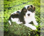 Small Photo #2 Cavalier King Charles Spaniel Puppy For Sale in FREDERICKSBRG, PA, USA