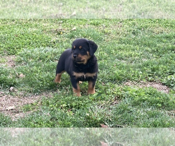 Medium Photo #4 Rottweiler Puppy For Sale in SHELL KNOB, MO, USA
