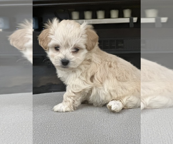 Medium Photo #12 Maltipoo Puppy For Sale in ALEXANDRIA, VA, USA