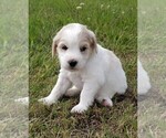 Small Photo #1 Labradoodle Puppy For Sale in SPENCERVILLE, IN, USA